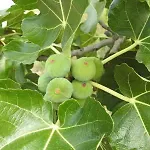 Lejlighed Goja