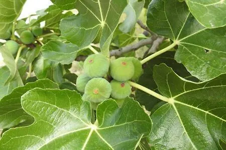 Appartamento Goja